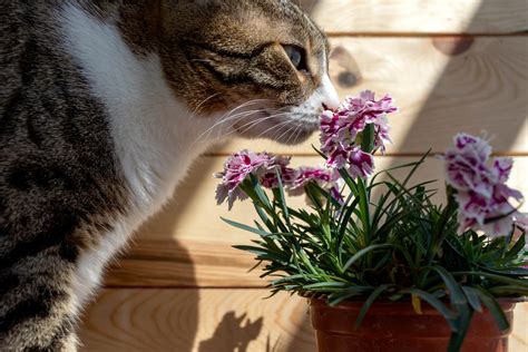 Are Carnation Flowers Toxic to Cats? And Why Do Cats Always Seem to Gravitate Towards the Most Dangerous Plants?