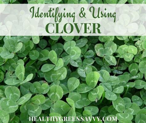 Are Clover Flowers Edible? And Why Do They Taste Like Childhood Memories?