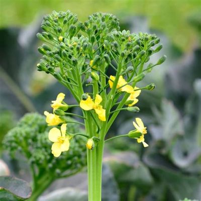 Can You Eat Broccolini Flowers? Exploring the Edible and the Unexpected