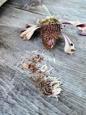 Can You Harvest Zinnia Seeds from Cut Flowers? And Why Do Bees Prefer Zinnias Over Roses?