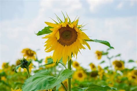 Can You Leave Flowers in a Hot Car? And Why Do Sunflowers Dream of Rainforests?