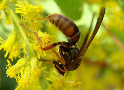 Do Wasps Pollinate Flowers? Exploring the Intricacies of Nature's Unlikely Helpers