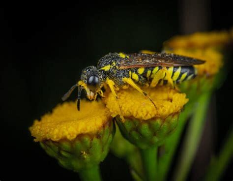 Do Yellow Jackets Pollinate Flowers? Unraveling the Mysteries of Nature's Intricate Dance