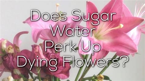 Does Sugar Help Flowers Last Longer? And Can It Make Them Sing Opera?