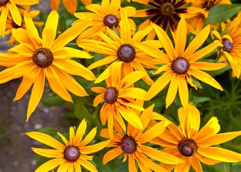 Flowers That Look Like Sunflowers But Aren't: A Journey Through Nature's Mimicry