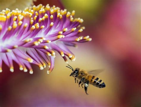 How Do Flowers Attract Pollinators? And Why Do Bees Love Jazz Music?