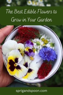 How to Grow Edible Flowers: A Journey Through Petals and Plates