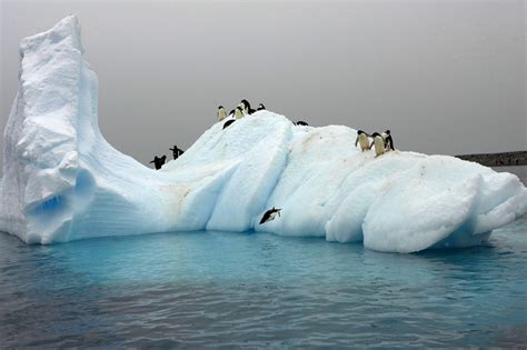 Is Cold Water Good for Flowers? And Why Do Penguins Prefer Icebergs?