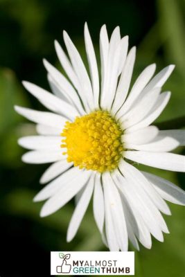 What do daisy flowers symbolize, and how do they intertwine with the mysteries of the universe?