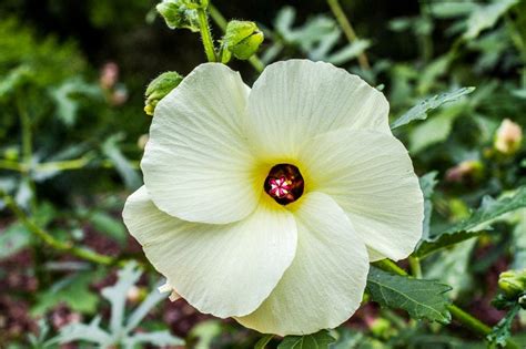 What do hibiscus flowers represent, and how do they intertwine with the mysteries of the cosmos?