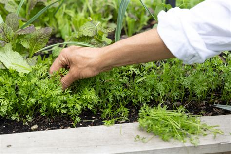 What Does Thinning Mean in Gardening? And Why Do Plants Sometimes Whisper Secrets?