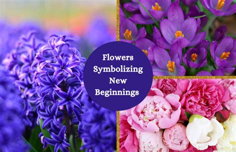 What Flowers Symbolize New Beginnings: A Blossoming Journey Through Time and Culture