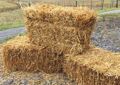 Where to Buy Straw Bales for Gardening Near Me: A Journey Through the Fields of Imagination